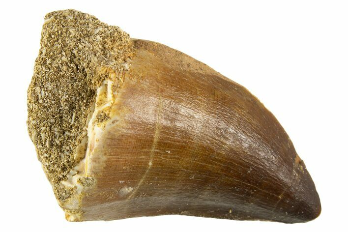 Fossil Mosasaur (Thalassotitan) Tooth - Morocco #332966